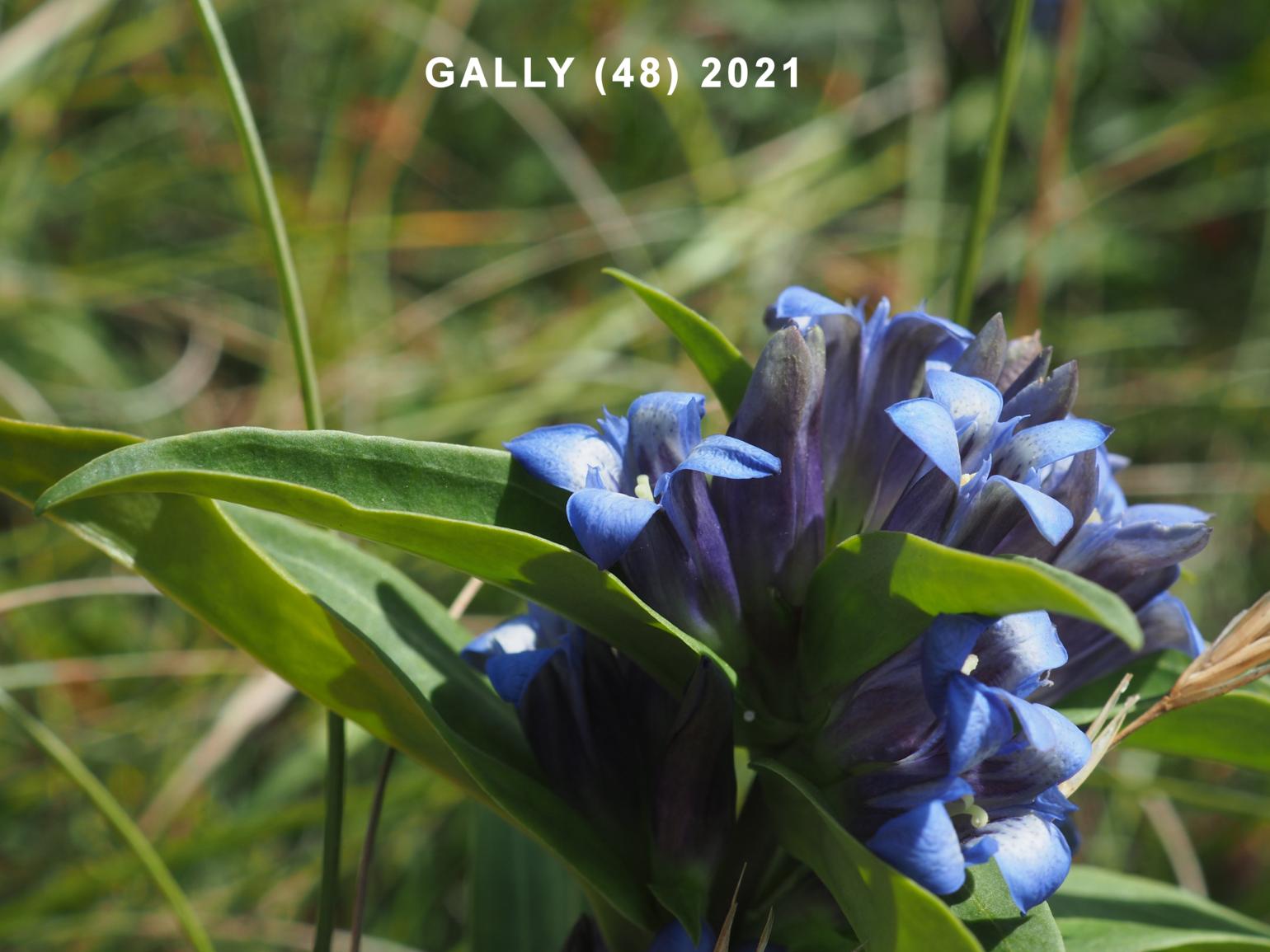 Gentian, Cross